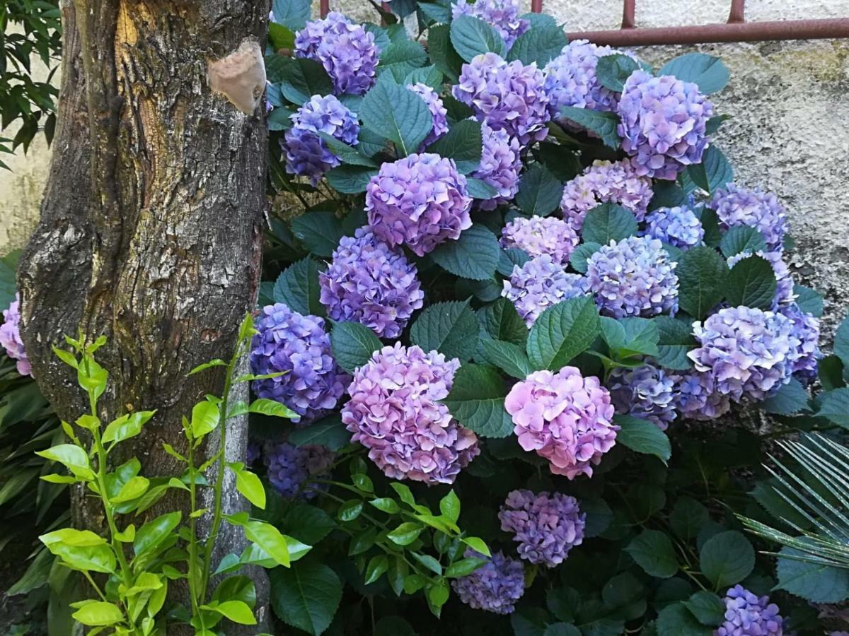 Il Giardino Degli Agrumi 카세르타 외부 사진